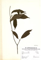 藏品(墨點櫻桃)的圖片